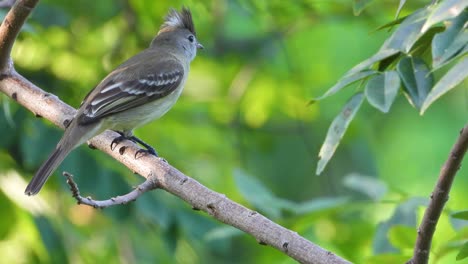 Wunderschöner,-Detaillierter-Vogel-Mit-Krone-Auf-Dem-Kopf,-Der-Auf-Einem-Ast-Steht-Und-Sich-Umschaut,-Nahaufnahme