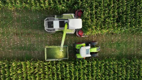 Combine-harvester-unloads-corn-silage-onto-tractor-trailer,-drone-top-down-slomo