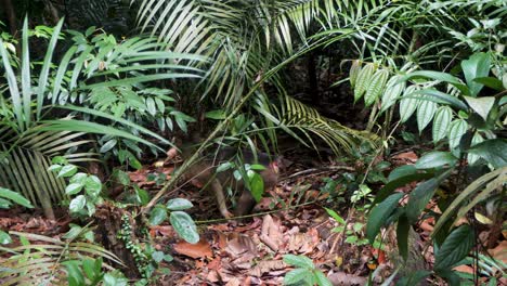 Bajo-La-Sombra-Y-Protección-De-La-Vegetación,-Macacos-Coletas-Observan