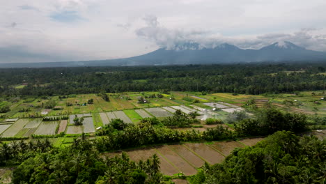 Green-rice-fields-with-mountains-in-background,-Indonesia