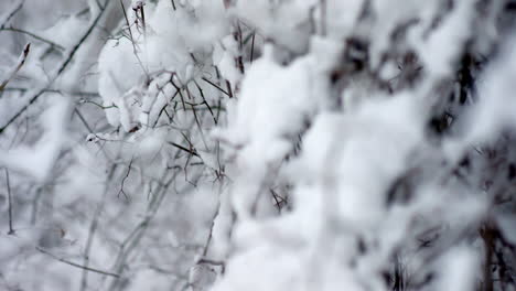 Close-up-of-freshly-covered-snowy-branches