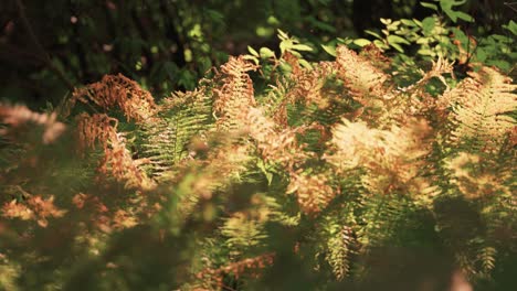 Una-Maraña-De-Helechos-Verdes-Y-Marchitos,-Iluminados-Por-El-Sol-Bajo,-En-La-Maleza-Del-Bosque