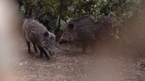 Wild-boars-mate-in-a-backyard-in-Haifa,-Israel