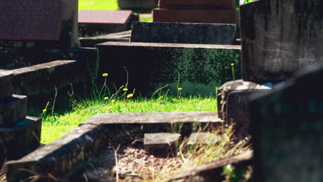 Kleine-Gelbe-Blumen-Wachsen-In-Der-Sonne-Zwischen-Grabsteinen-Auf-Einem-Friedhof