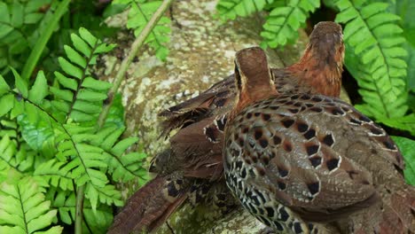 Close-up-shot-of-two-wild-mountain-bamboo-partridge,-bambusicola-fytchii-spotted-standing-on-a-wood-log,-preening-and-grooming-each-other's-plumage-during-mating-season