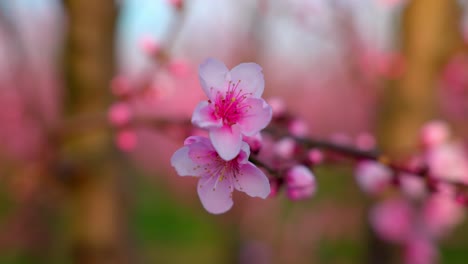 Primer-Plano-De-Albaricoquero-Rosa-Flor