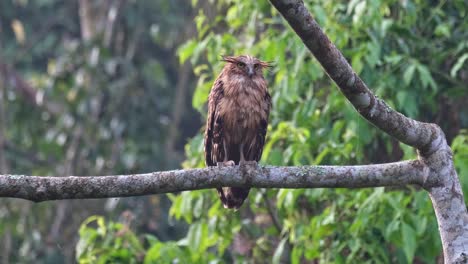 Camera-zooms-out-revealing-this-bird-perched-on-a-branch-just-after-first-light,-Buffy-Fish-Owl-Ketupa-ketupu,-Juvenile,-Thailand