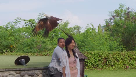 Brahminenweih-Schnappt-Sich-Futter-Auf-Dem-Kopf-Eines-Touristen-In-Der-Vogelschau-Im-Zoo-Von-Bali,-Indonesien---Zeitlupe