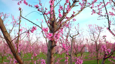 Fruit-Orchard-With-Blooming-Pink-Flowers-In-Spring
