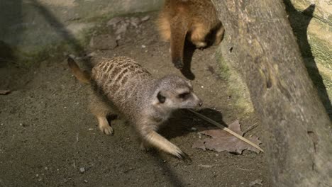 Suricata-Corriendo-En-Cámara-Lenta