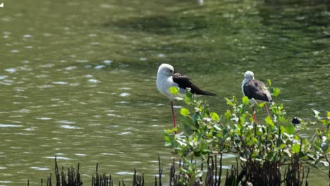 The-one-on-the-left-turns-its-head-and-starts-preening-while-the-other-on-the-right-is-seen-from-its-back,-Black-winged-Stilt-Himantopus-himantopus,-Thailand