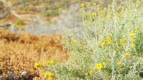 Curry-Plant,-Helichrysum-Italicum-on-Dry-Field-Moving-Due-to-Breeze