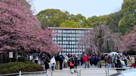 Crowd-gathered-under-cherry-blossoms-at-a-festival-with-traditional-lanterns,-daytime