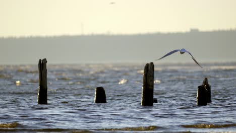 Black-headed-gull-alone-flying-over-a-choppy-ocean,-with-white-caps-on-waves,-Four-piles-left-from-the-old-pier-are-visible,-which-wash-in-the-wavy-sea