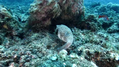 Kugelfische-In-Den-Gewässern-Rund-Um-Die-Insel-Mauritius,-Die-Das-Wesen-Der-Meeresvielfalt-Und-Der-Unterwassererkundung-Hervorheben