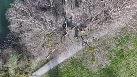 Drohne-Fliegt-über-Einen-Baum-Am-Ufer-Des-Walensees-Zum-Blauen-See---Unterterzen-Mols