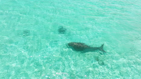 Aerial-View-Of-Sea-Cow-Swimming-In-Turquoise-Ocean-In-Moso-Island,-Vanuatu---Drone-Shot