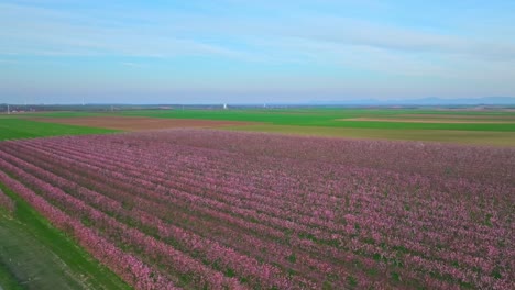 Japanese-Apricot-Trees-Blooming-On-Vast-Field