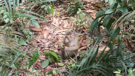 Deep-in-the-Indonesian-jungle,-Pigtail-Macaque-sitting-down-to-food