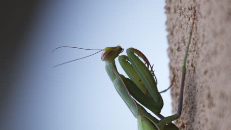 Extreme-Close-up-of-Praying-Mantis-Side-Profile