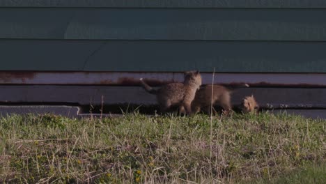 Verspielte-Fuchsjunge-Erkunden-Und-Toben-Unter-Einem-Gebäude,-Das-Zur-Höhle-Umfunktioniert-Wurde,-Und-Zeigen-Die-Schönheit-Und-Widerstandskraft-Der-Tierwelt-In-Einer-Bezaubernden-Darstellung-Von-Neugier-Und-Anmut.