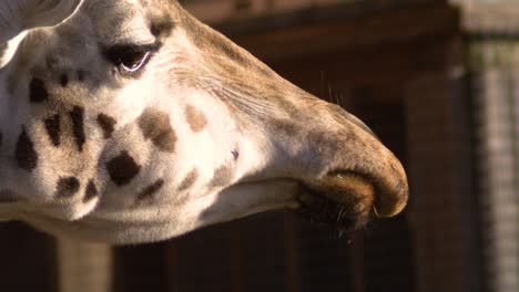 giraffe-close-up-slow-motion