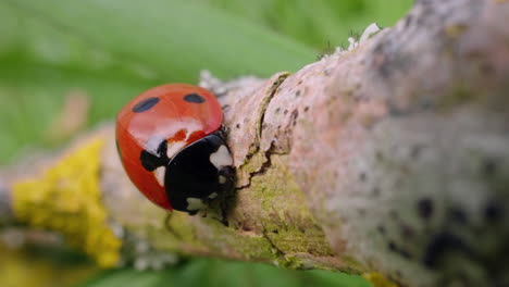 ladybird-sitting-on-a-log