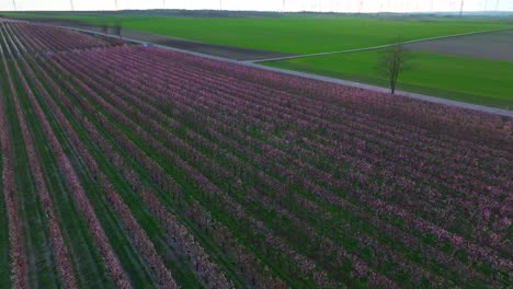 Drohnenflug-über-Riesigen-Obstgarten-Mit-Blühenden-Aprikosenbäumen-Im-Ländlichen-Naturfrühling