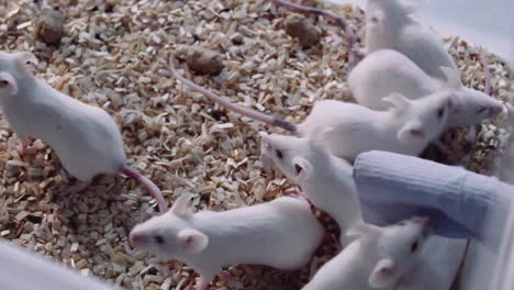 white-experimental-mice,-laboratory-animals-for-drug-tests,-experiments,-research
