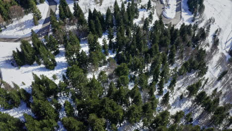 Ein-Dichter,-Schneebedeckter-Kiefernwald-Im-Hellen-Tageslicht,-Luftaufnahme