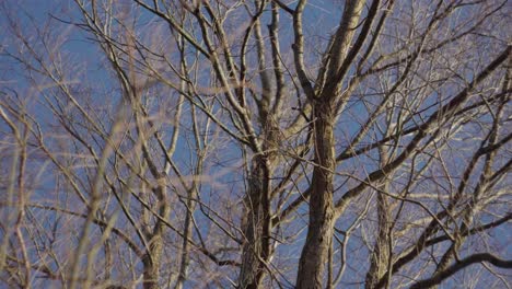 Ein-Baum,-Der-An-Einem-Hellen,-Kalten-Winternachmittag-Im-Richmond-Park,-Großbritannien,-Im-Wind-Wiegt