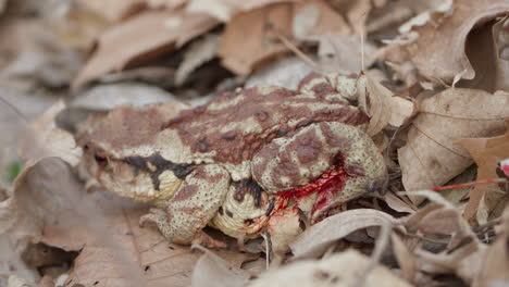 Injured-Asiatic-Toad-With-Bleeding-Leg-Crawls-in-Fallen-Leaves-Camouflage-in-Spring-Forest-in-Seoul,-South-Korea