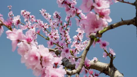 Low-Angle-Shot-Schöne-Sakura-Kirschbaumblüte-Vor-Blauem-Himmel