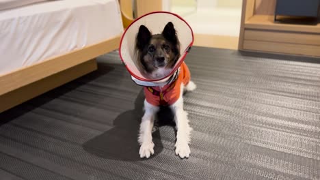 Border-Collie-Mix-Dog-Wearing-Cone-and-Shirt-Yawning-Inside-Pet-friendly-Hotel-Room