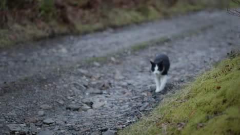 Cat-walking-along-gravel-path-in-countryside