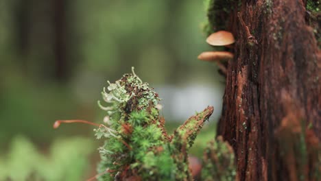 Lichen,-moss,-and-mushrooms-cover-the-bark-of-a-decaying-tree-trunk