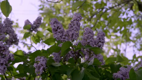 Wind-Blowing-On-Beautiful-Lilac-Flowers-In-Bloom
