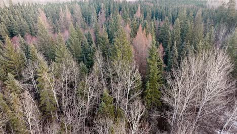 Drone-slowly-passing-over-a-wintery-forest