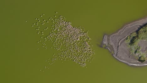 Drone-shot-of-flamingos-on-Lake-Elementaita,-Kenya
