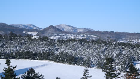 Daegwallyeong-myeon-Snow-capped-Mountains-and-Spruce-Forest-Covered-in-Snow-on-Sunny-Day,-Pyeongchang-County,-South-Korea---Aerial-pan