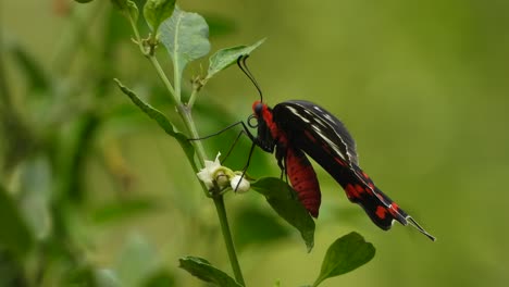 Butterfly-wings--red---green-leafs-