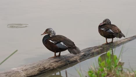 Two-individuals-resting-on-a-log-in-the-water-while-the-one-on-the-right-preens-and-scratches,-White-winged-Duck-Asarcornis-scutulata,-Thailand