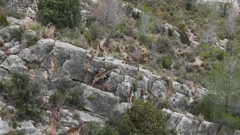 A-herd-of-Spanish-Ibex-running-though-the-mountains