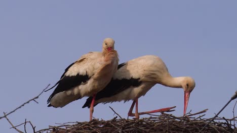 White-stork-pair-stand-in-wooden-branch-nest,-scratch-neck-with-leg