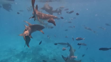 Tiburones-Nodriza-Leonados-Pululando-Alrededor-Del-Barco-En-Busca-De-Comida,-Primer-Plano-Submarino