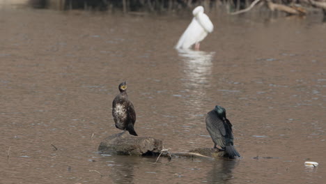 Zwei-Große-Kormorane-Oder-Krähenscharben-Vögel-Und-Weiße-Silberreiher-Putzen-Federn-Im-Flachen-Flusswasser