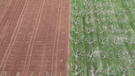 Luftaufnahme-Von-Bauernhöfen-|-Obstgärten-Und-Leere-Bauernhöfe-Mit-Kontrastierenden-Farben