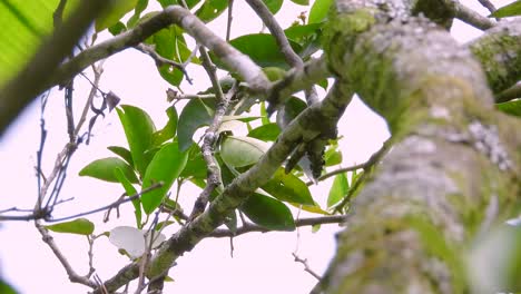 Un-Primer-Plano-De-Un-Vibrante-Pájaro-Tangara-De-Cuello-Azul-Posado-En-Una-Rama-De-Un-árbol-En-El-Parque-Nacional-Los-Nevados,-Columbia