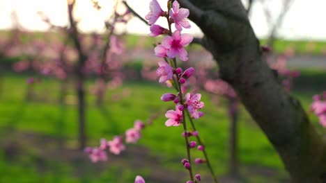 Fragile-Pink-Flowers-Of-An-Apricot-Trees-In-The-Farm