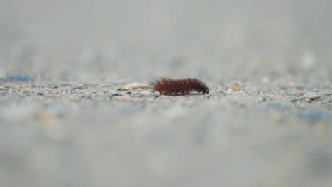 A-fluffy-caterpillar-crawls-slowly-on-the-ground